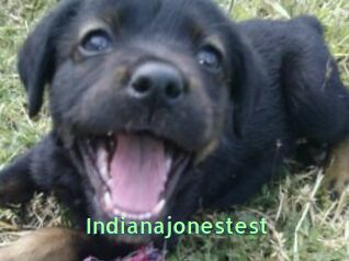 Indianajonestest