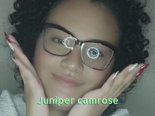 Juniper_camrose