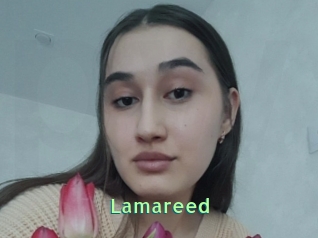 Lamareed