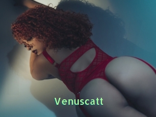 Venuscatt